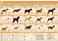 Комплект плакатов "Кинология" - «globural.ru» - Первоуральск