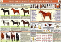 Комплект плакатов "Служебное коневодство" - «globural.ru» - Первоуральск