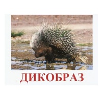 Карточки Домана "Дикие животные-3" - «globural.ru» - Первоуральск