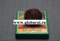 Сухой препарат "Еж морской" - «globural.ru» - Первоуральск