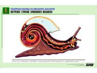 Рельефная таблица "Внутреннее строение брюхоногого моллюска" (формат А1, матовое ламинир.) - «globural.ru» - Первоуральск