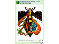 Рельефная таблица "Внутреннее строение жука" (формат А1, матовое ламинир.) - «globural.ru» - Первоуральск