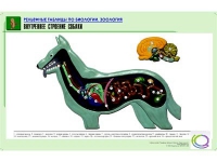 Рельефная таблица "Внутреннее строение собаки" (формат А1, матовое ламинир.) - «globural.ru» - Первоуральск
