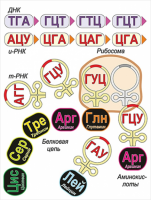 Модель-аппликация Биосинтез белка - «globural.ru» - Первоуральск