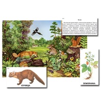 Магнитный плакат-аппликация "Лес: биоразнообразие и взаимосвязи в сообществе" - «globural.ru» - Первоуральск
