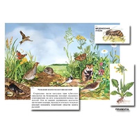 Магнитный плакат-аппликация "Луг: биоразнообразие и взаимосвязи в сообществе" - «globural.ru» - Первоуральск
