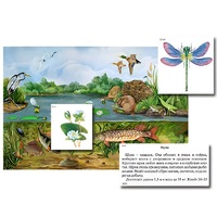 Магнитный плакат-аппликация "Водоем: биоразнообразие и взаимосвязи в сообществе" - «globural.ru» - Первоуральск