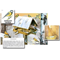 Магнитный плакат-аппликация "Биоразнообразие и экологические группы. Птицы зимой" - «globural.ru» - Первоуральск