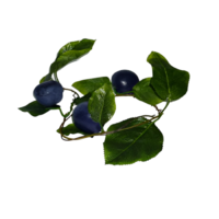 Ветка муляжей "Слива" - «globural.ru» - Первоуральск