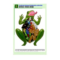 Рельефная таблица "Внутреннее строение лягушки" (формат А1, матовое ламинир.) - «globural.ru» - Первоуральск