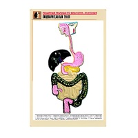 Рельефная таблица "Пищеварительный тракт" (формат А1, матовое ламинир.) - «globural.ru» - Первоуральск
