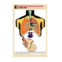 Рельефная таблица "Строение легких" (формат А1, матовое ламинир.) - «globural.ru» - Первоуральск