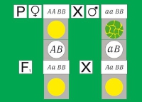 Модель-аппликация Дигибридное скрещивание. Законы Менделя. (набор из 84 карт) - «globural.ru» - Первоуральск