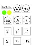 Модель-аппликация Моногибридное скрещивание и его цитологические основы - «globural.ru» - Первоуральск