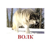 Карточки Домана "Дикие животные-1" - «globural.ru» - Первоуральск