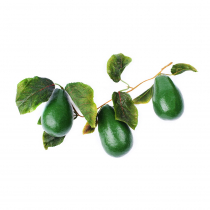 Муляж "Ветка авокадо" - «globural.ru» - Первоуральск