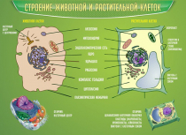 Стенд "Строение животной и растительной клеток" - «globural.ru» - Первоуральск