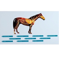 Стенд-планшет светодинамический "Изучение кровеносной системы сельскохозяйственных животных" со сменными панелями - «globural.ru» - Первоуральск