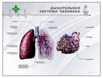 Стенд "Дыхательная система человека" - «globural.ru» - Первоуральск
