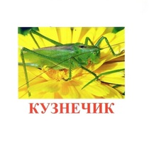 Карточки Домана "Насекомые" - «globural.ru» - Первоуральск