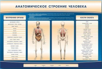 Электрифицированный стенд-тренажер c макетом скелета "Анатомическое строение человека" - «globural.ru» - Первоуральск