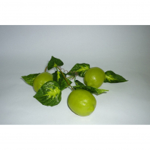 Муляж "Ветка лайма" - «globural.ru» - Первоуральск