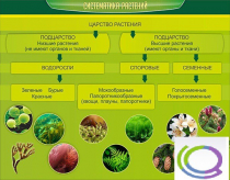 Стенд "Систематика растений" - «globural.ru» - Первоуральск