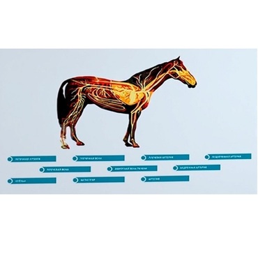 Стенд-планшет светодинамический "Изучение кровеносной системы сельскохозяйственных животных" со сменными панелями - «globural.ru» - Первоуральск
