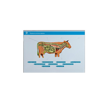 Стенд-планшет светодинамический "Изучение нервной системы сельскохозяйственных животных" со сменными панелями - «globural.ru» - Первоуральск