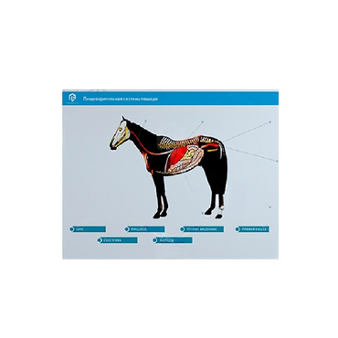 Стенд-планшет светодинамический "Изучение пищеварительной системы сельскохозяйственных животных" со сменными панелями - «globural.ru» - Первоуральск